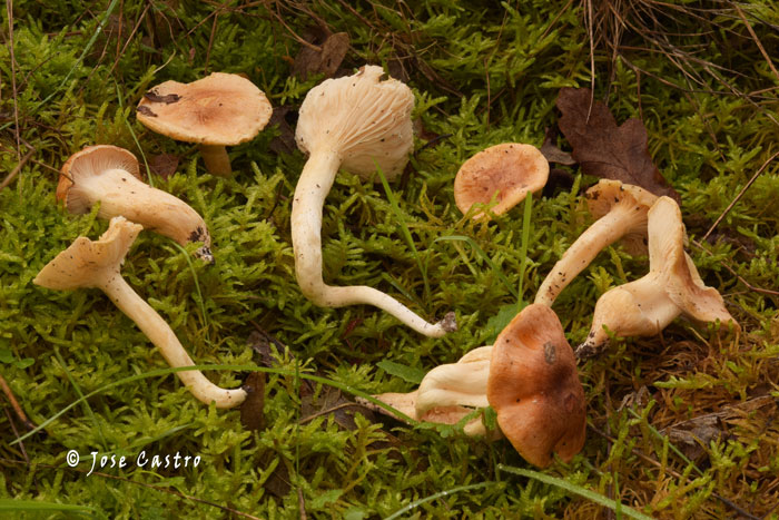 Hygrophorus nemoreus