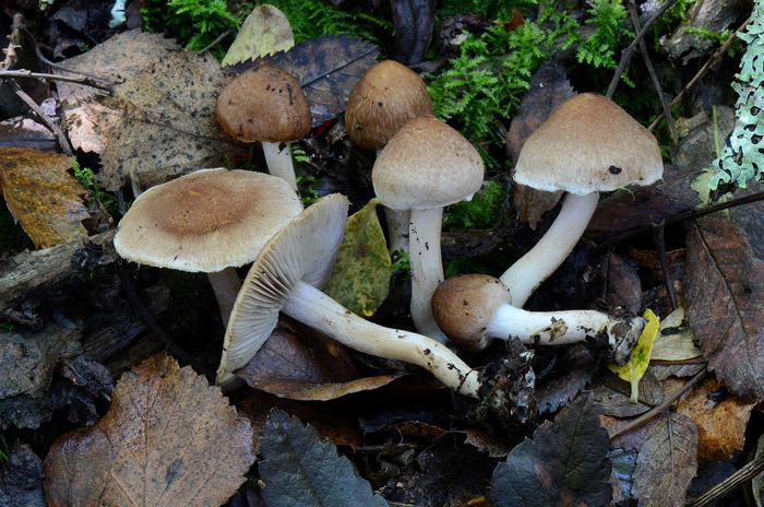 Inocybe flocculosa