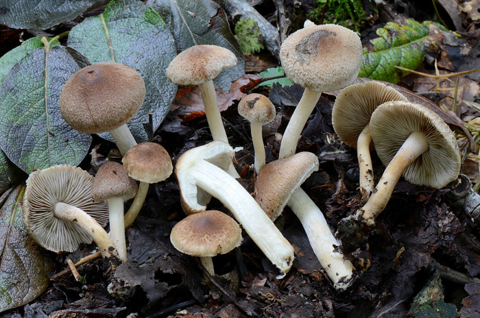 Inocybe flocculosa