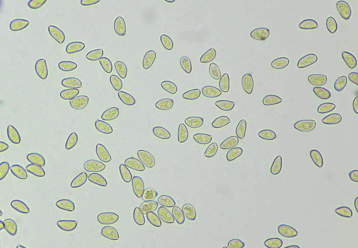 Inocybe flocculosa
