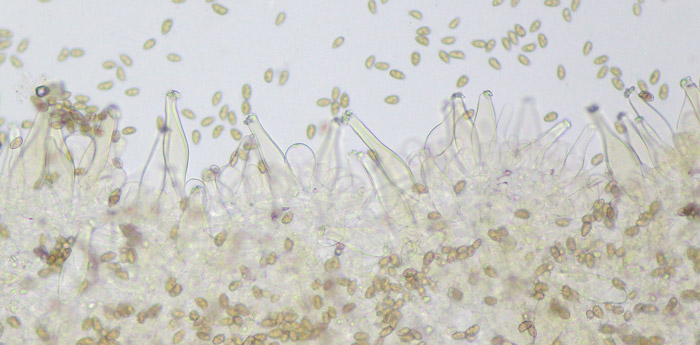 Inocybe flocculosa