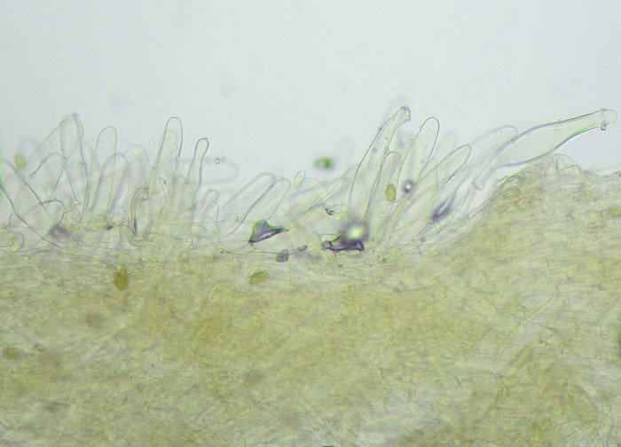 Inocybe flocculosa