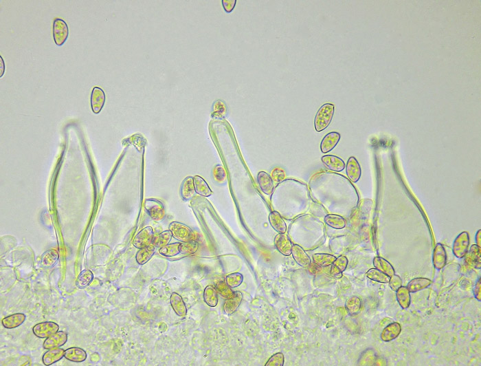 Inocybe flocculosa