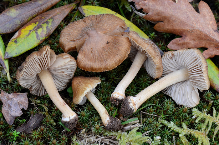 Inocybe krieglsteineri