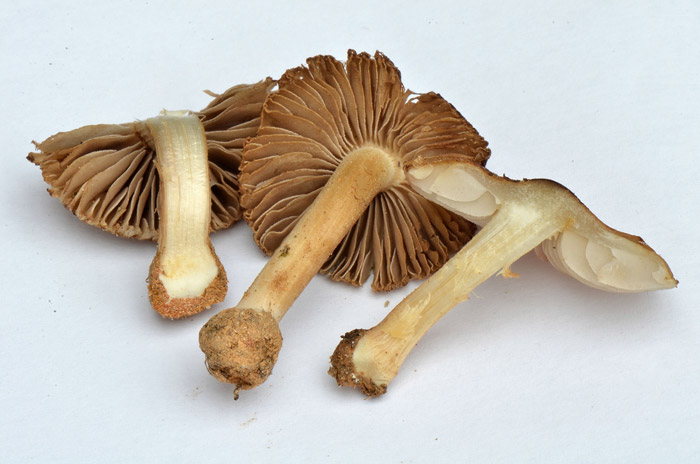 Inocybe krieglsteineri