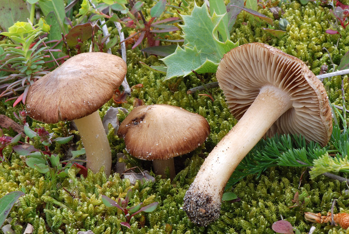 Inocybe pruinosa