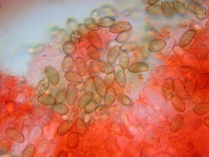 Inocybe pruinosa