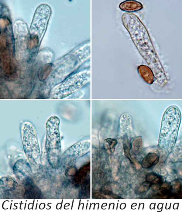 Inosperma cervicolor