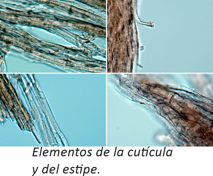 Inosperma cervicolor