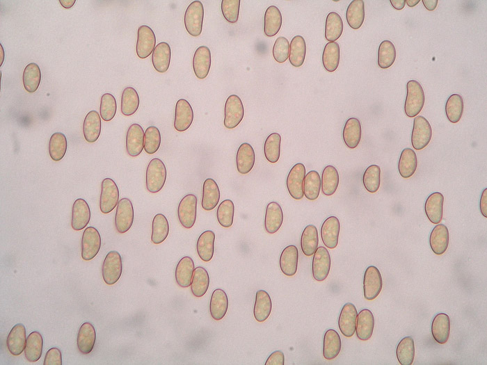 Inosperma chlorochroum