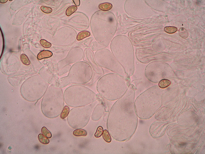 Inosperma chlorochroum