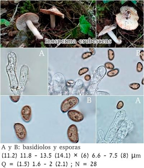 Inosperma erubescens