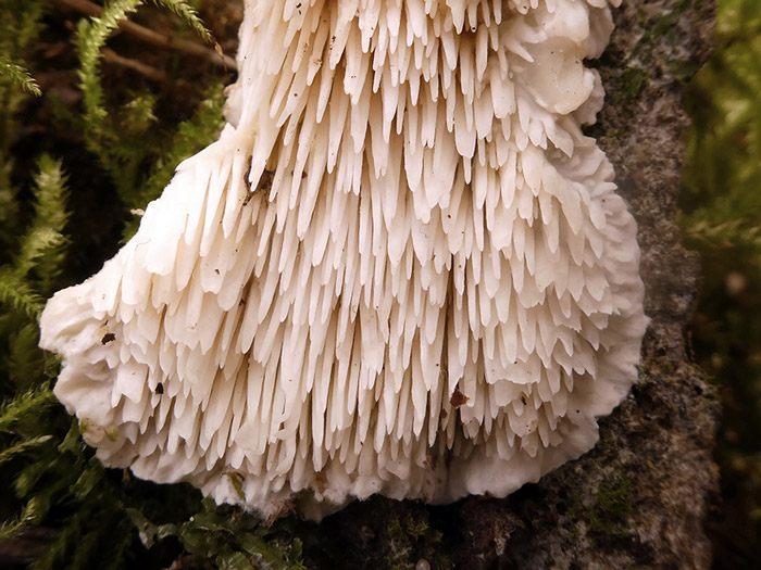 Irpiciporus pachyodon