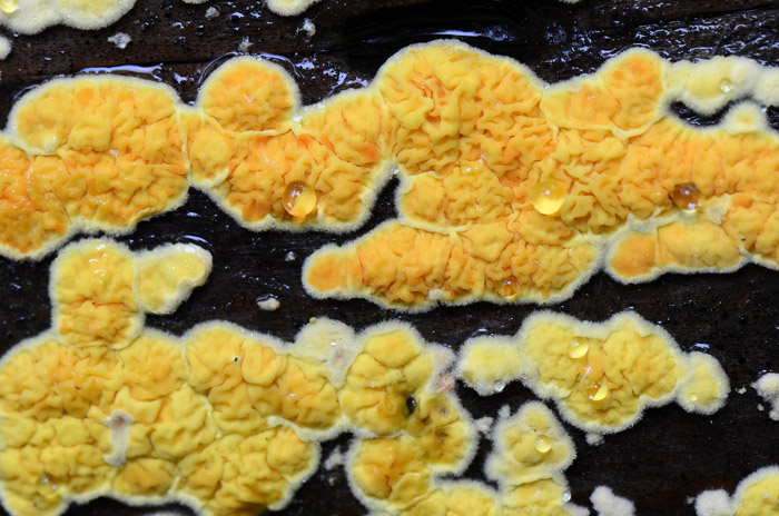 Leucogyrophana sororia