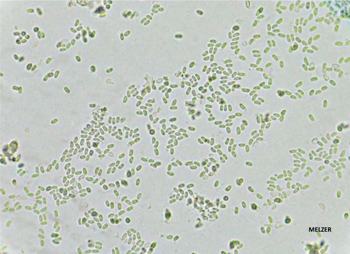 Leucogyrophana sororia