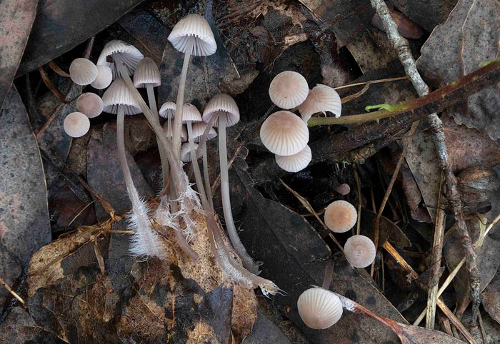 Mycena albidolilacea