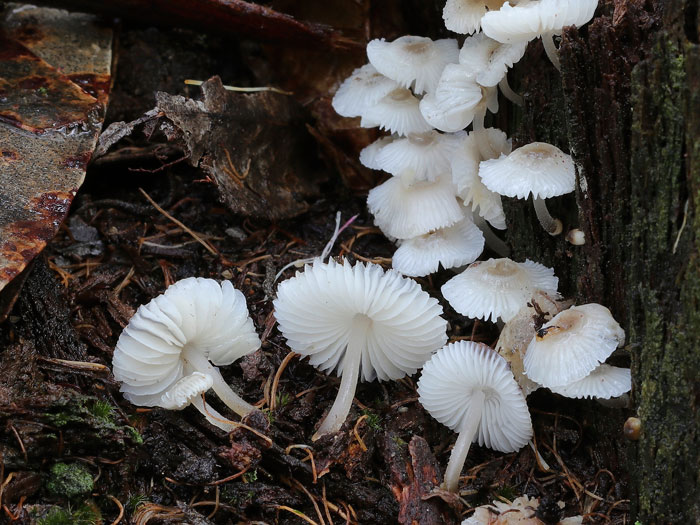 Mycena chlorophos