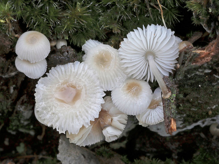 Mycena chlorophos