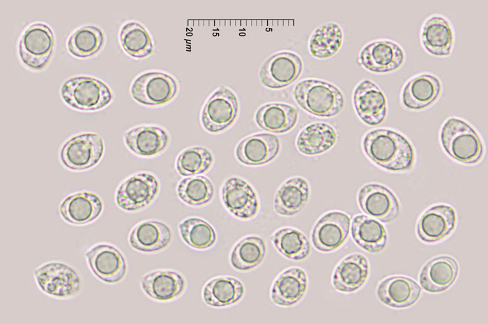 Mycena chlorophos