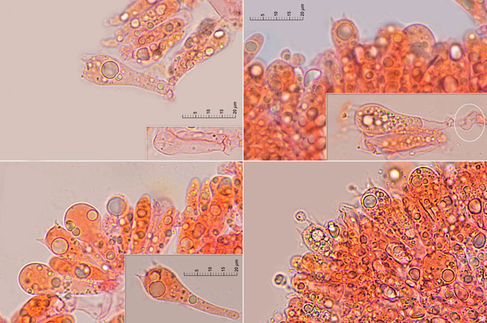 Mycena chlorophos