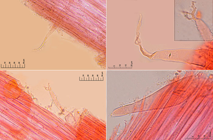 Mycena chlorophos