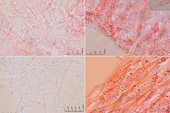 Mycena chlorophos