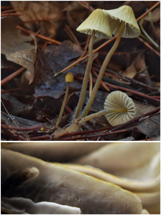 Mycena citrinomarginata