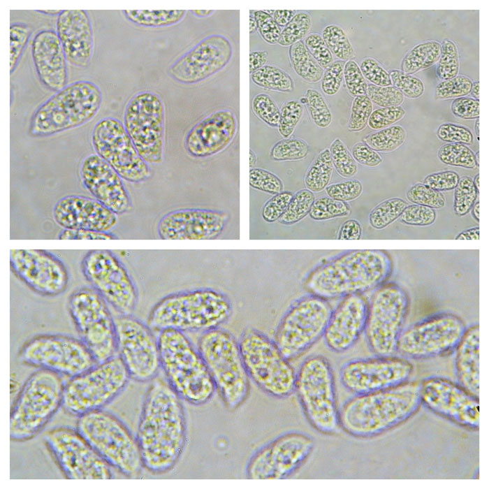 Mycena citrinomarginata