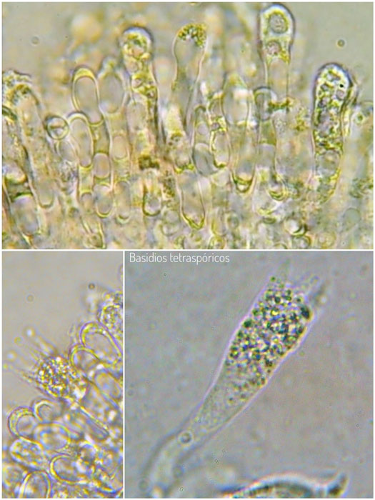 Mycena citrinomarginata