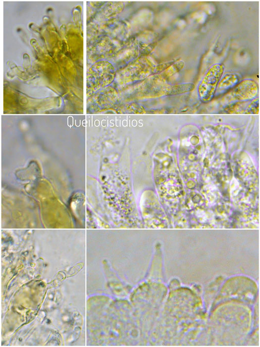 Mycena citrinomarginata
