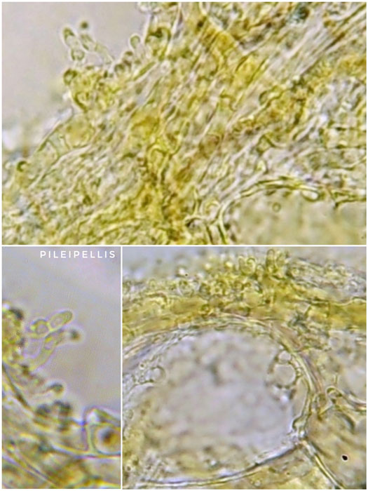Mycena citrinomarginata