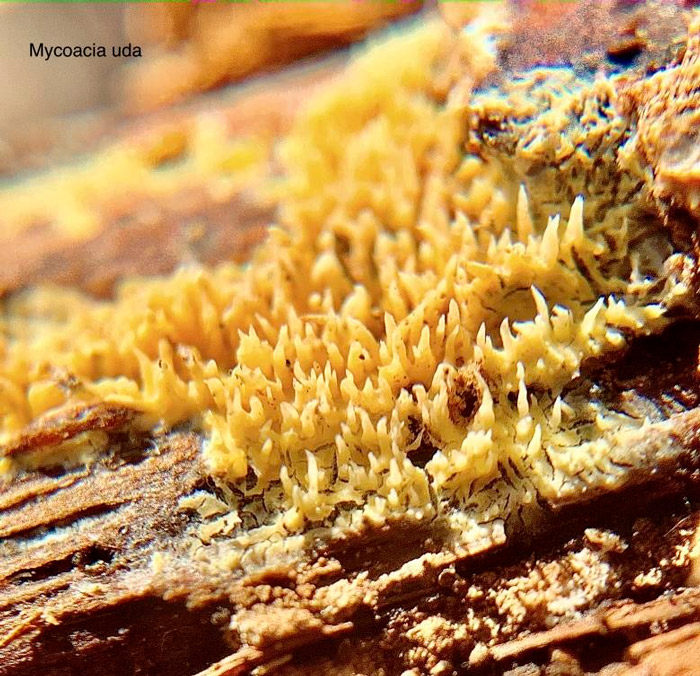 Mycoacia uda