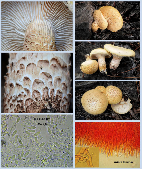 Neolentinus lepideus
