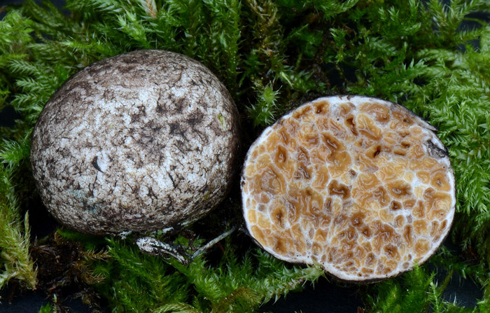 Octaviania depauperata