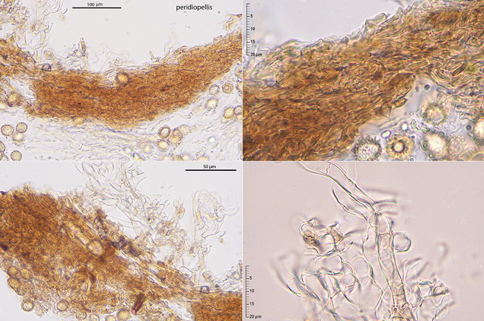 Octaviania depauperata