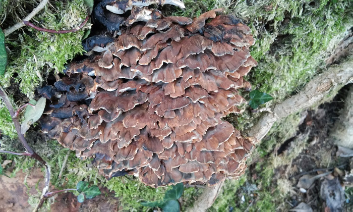 Oligoporus wakefieldiae