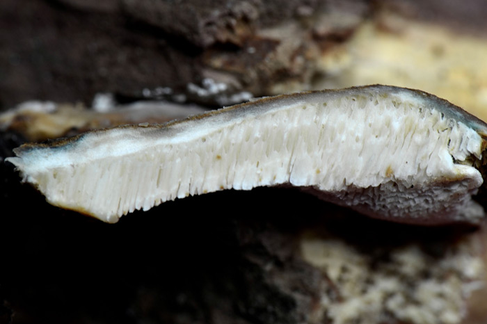 Oligoporus wakefieldiae