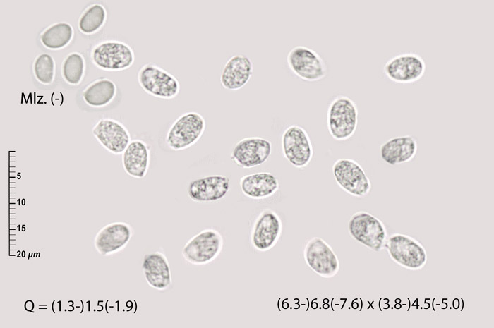 Onnia triquetra