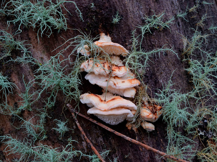 Osteina undosa