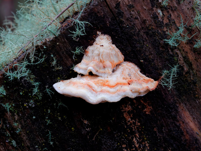 Osteina undosa