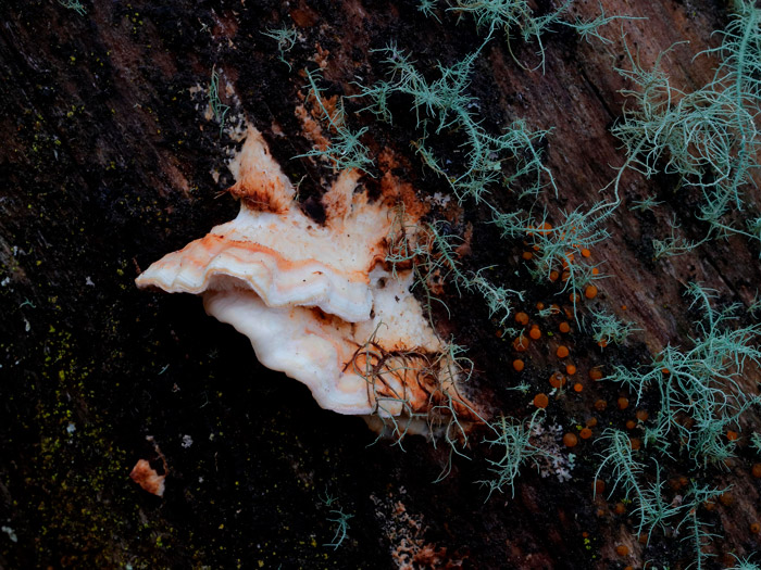 Osteina undosa