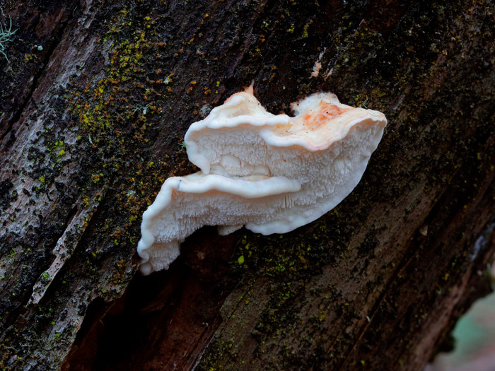 Osteina undosa