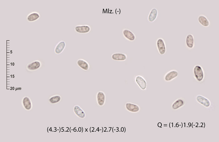 Panus lecomtei