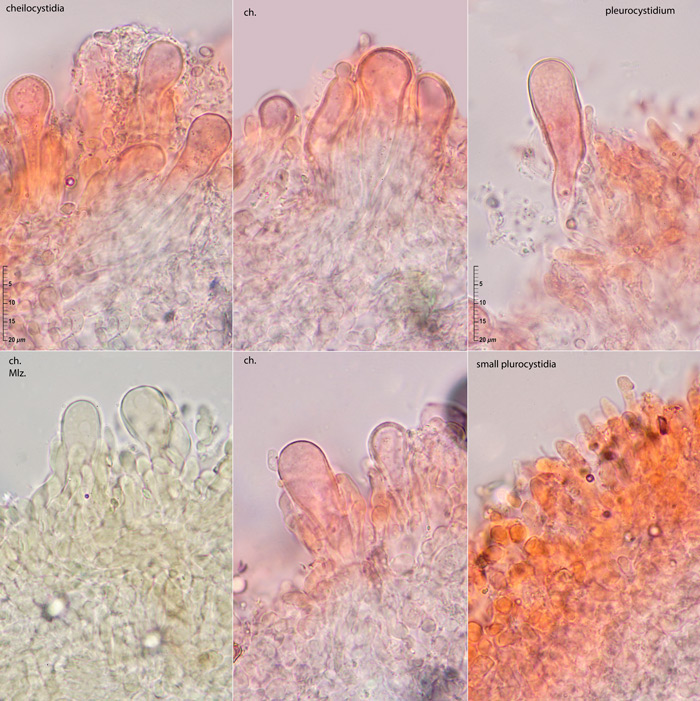 Panus lecomtei