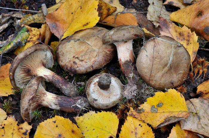Paxillus cuprinus