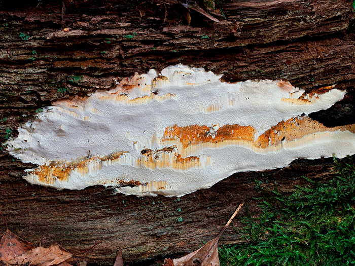Perenniporia medulla-panis