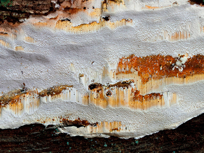 Perenniporia medulla-panis