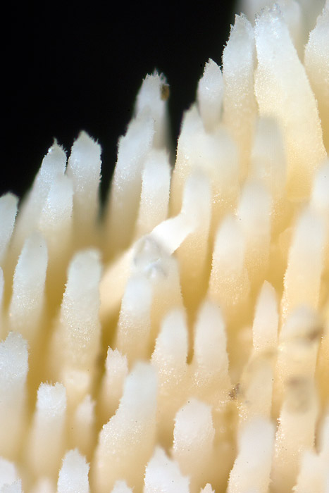 Phlebia aurea