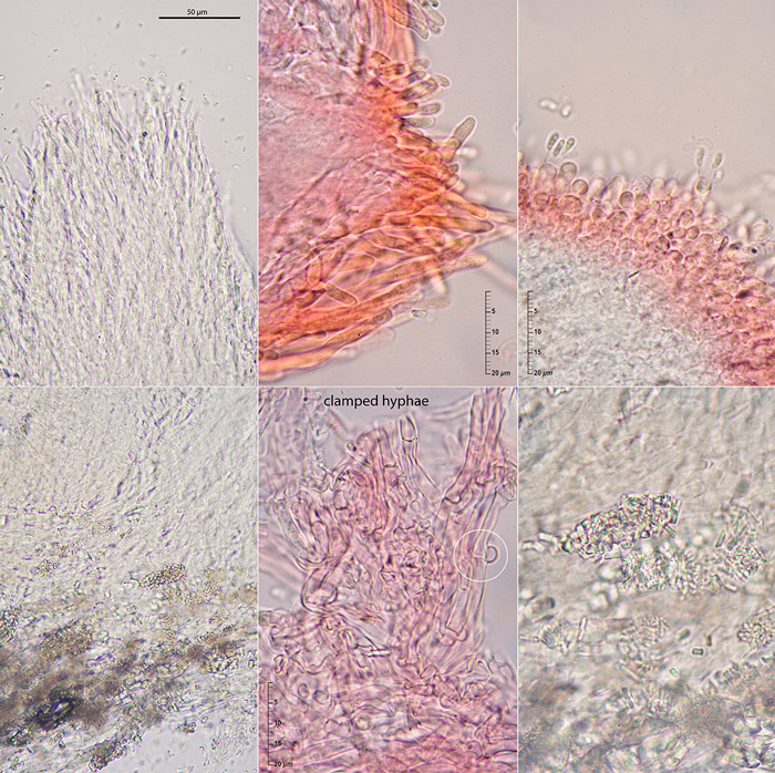 Phlebia aurea