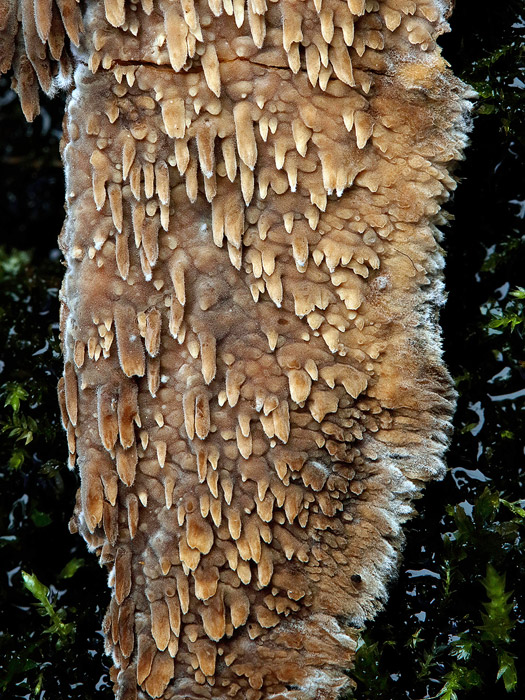 Phlebia nothofagi